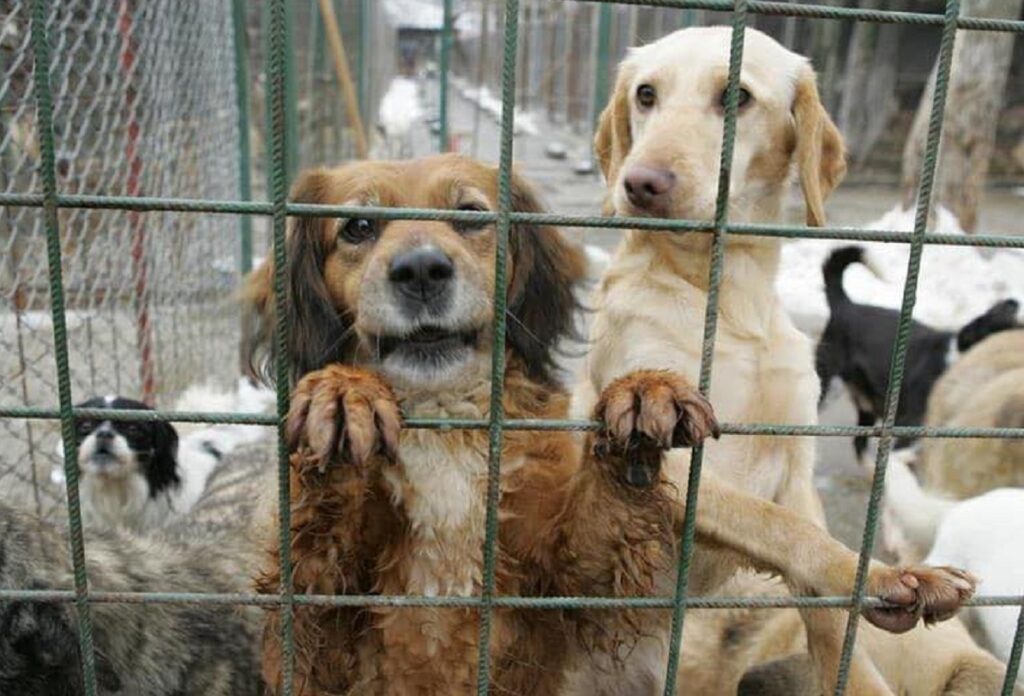 Percheziții într-un dosar de eutanasieri ilegale la un adăpost de câini Polițiștii prahoveni au descins astăzi în 20 de locații, în cadrul unei anchete privind eutanasieri ilegale de câini