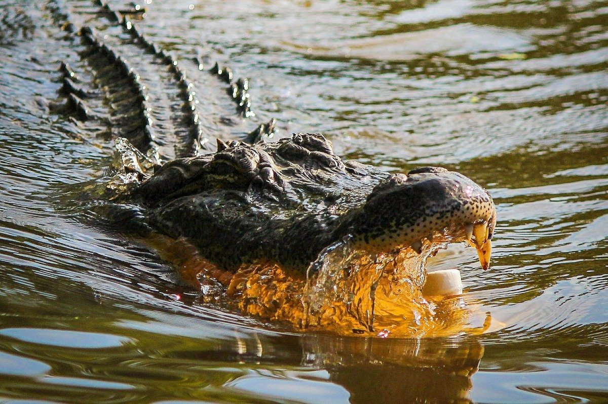 Avertisment de la poliția australiană: „Crocodili absolut peste tot” după inundații severe Poliția din Teritoriul de Nord al Australiei a emis o avertizare urgentă duminică, atrăgând atenția asupra prezenței masive a crocodililor, după ce regiunea a fost lovită de inundații puternice