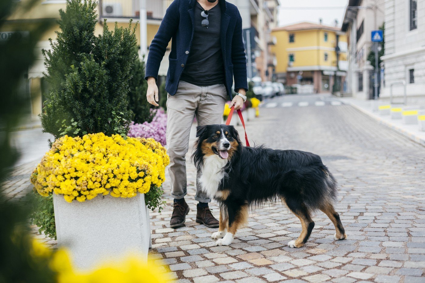 Amenzi usturătoare pentru proprietarii de câini care încalcă regulile Nerespectarea regulilor privind plimbarea câinilor în spațiile publice poate atrage sancțiuni financiare considerabile, ajungând până la câteva mii de lei