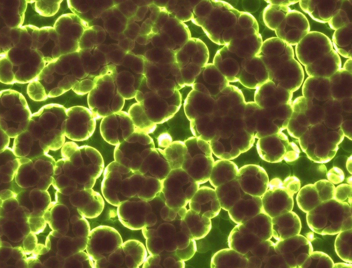 Bacteriile antarctice sfidează limitele: supraviețuiesc la temperaturi extreme O echipă de cercetători australieni a descoperit că bacteriile din Antarctica pot supraviețui consumând gaze din atmosferă și rezistând la o gamă largă de temperaturi