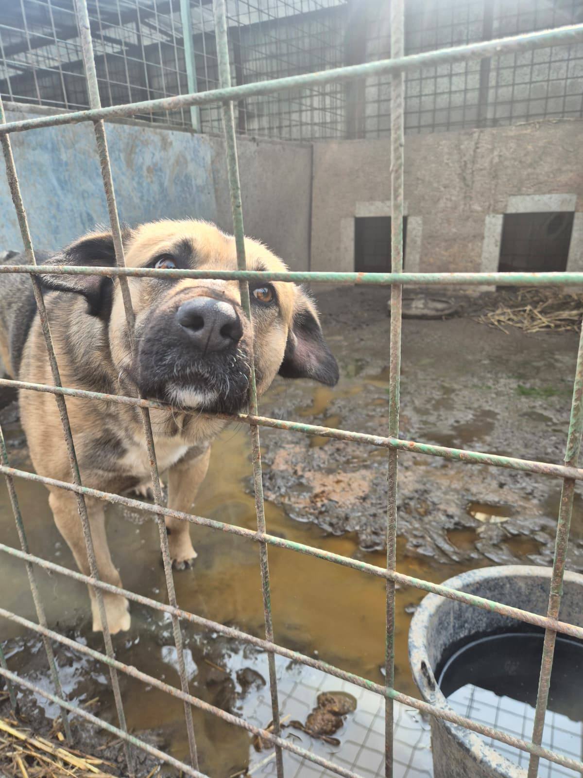 Giurgiu: Incendiu la un adăpost, sute de animale în pericol