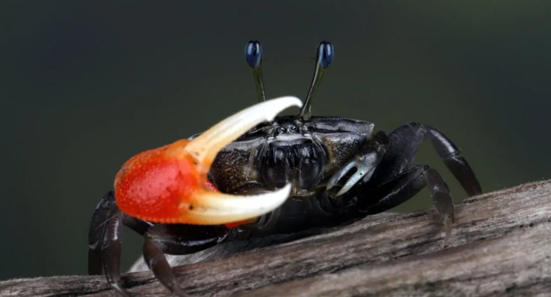 Crabi transformă microplasticele în nanoplastice