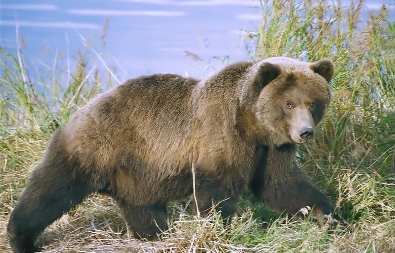 Un bărbat de 58 de ani, grav rănit în urma unui atac de urs în județul Mureș Un bărbat în vârstă de 58 de ani a fost grav rănit în urma unui atac de urs, duminică, în pădurea situată între localitățile Torba (comuna Măgherani) și Abud (comuna Ghindari), județul Mureș