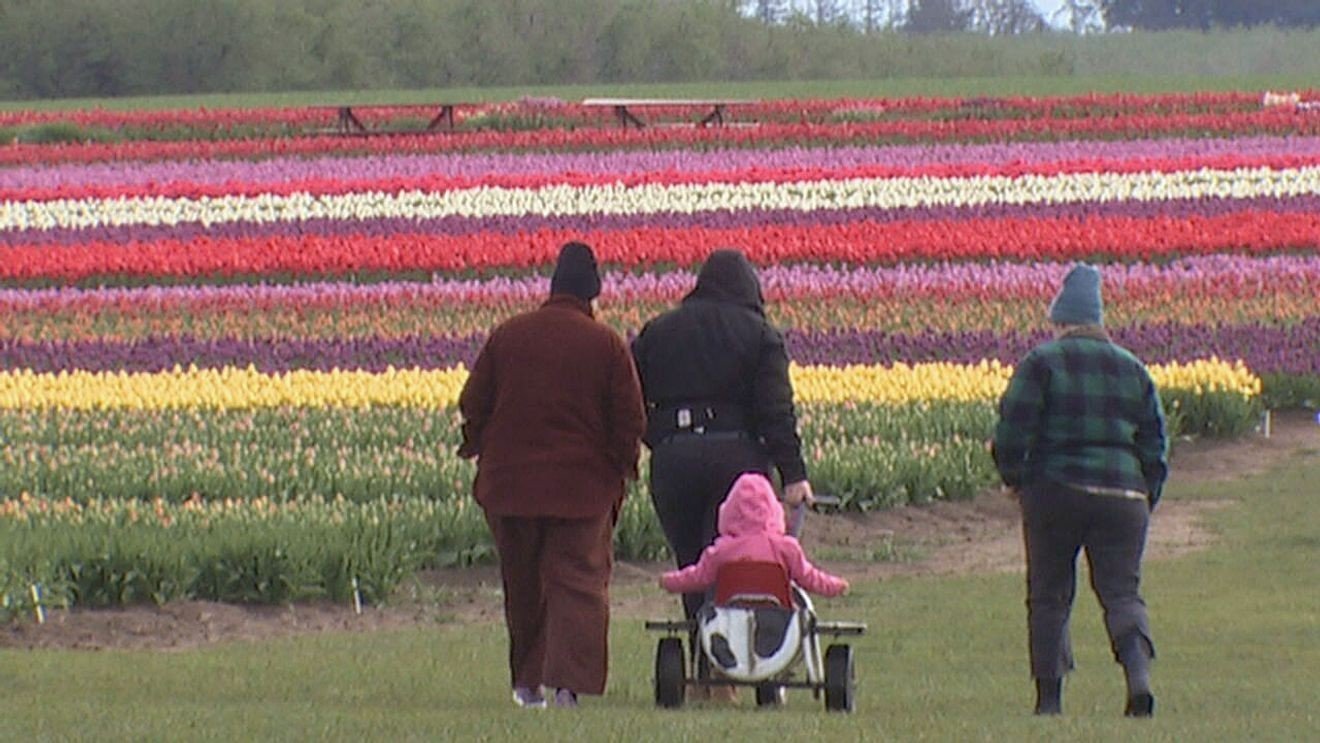 WOODBURN, Oregon – Iubitorii de flori și de frumos sunt invitați să se grăbească la Wooden Shoe Tulip Farm, unde câmpurile de lalele au înflorit mai devreme decât de obicei