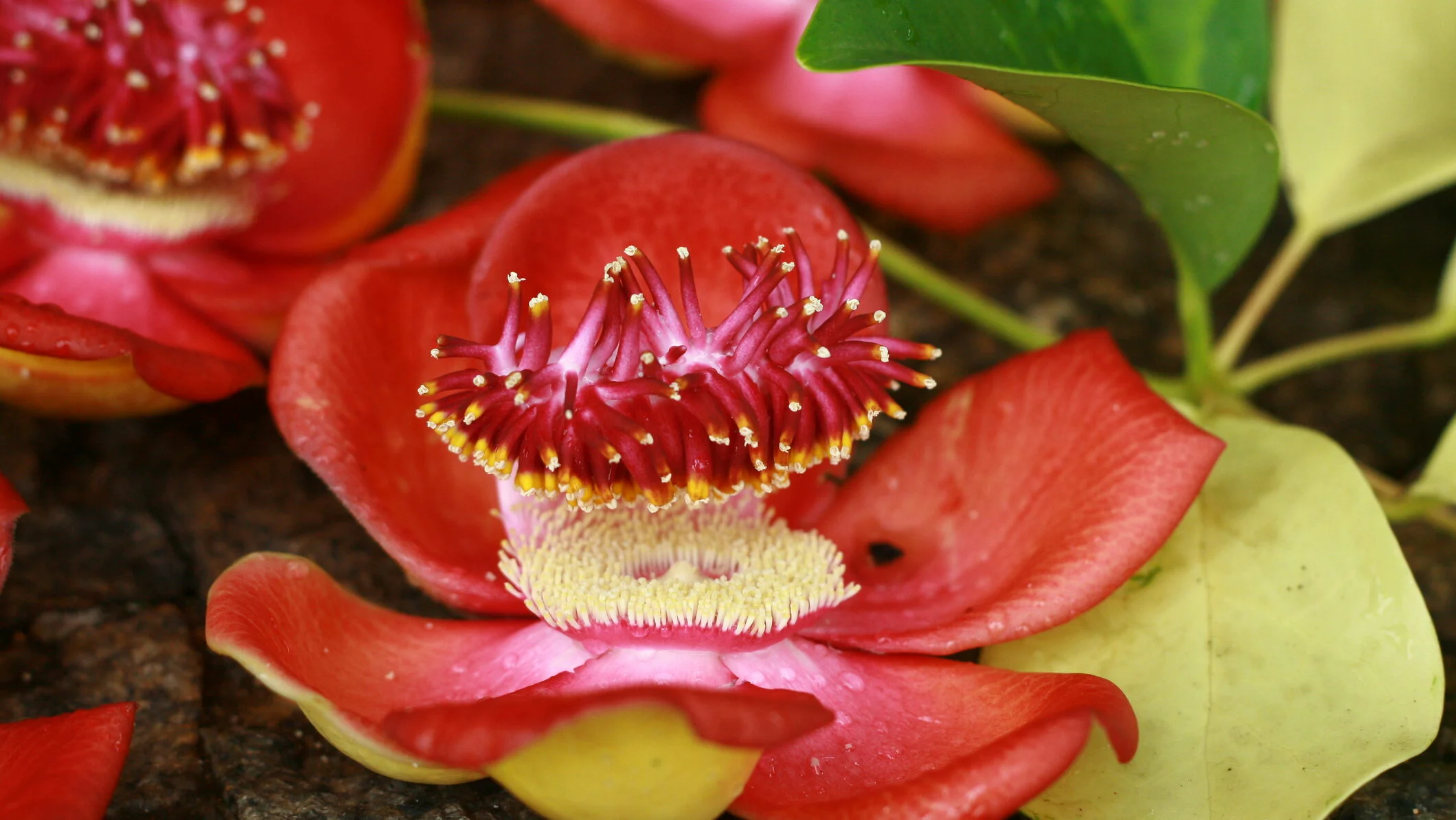 Unde găsești flori exotice în România și cum le îngrijești