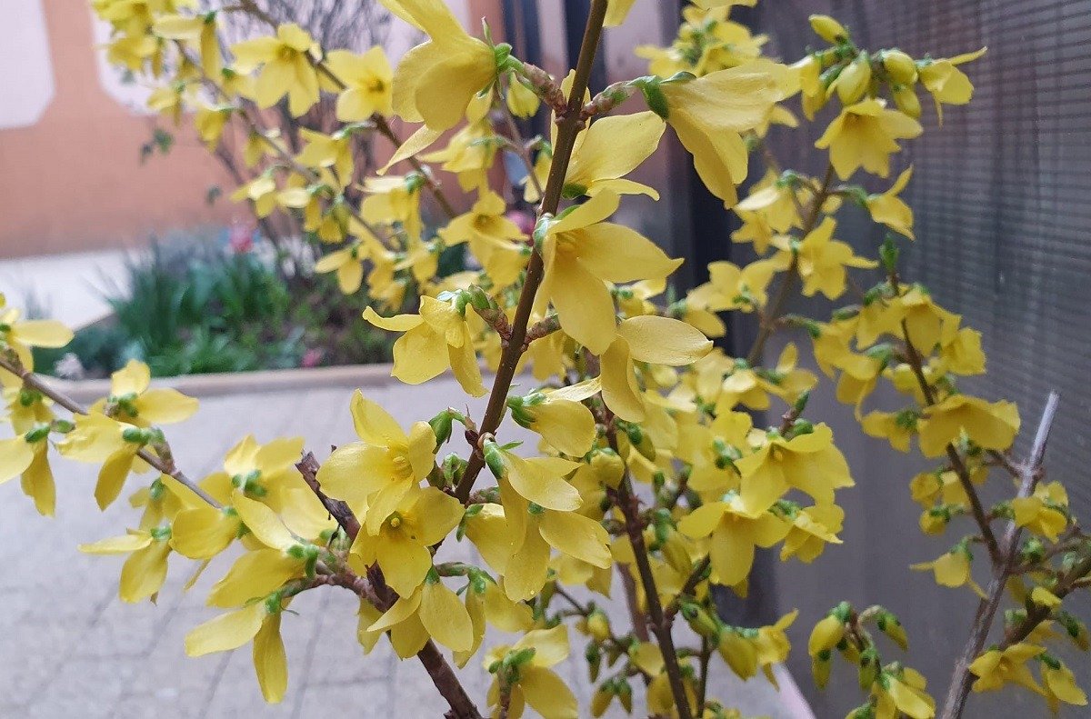 Primăvara își face loc timid: prognoza meteo pentru următoarele două săptămâni Administrația Națională de Meteorologie (ANM) a publicat estimările meteorologice pentru perioada 2-15 martie 2026, anunțând o primă parte a lunii cu temperaturi peste cele normale, urmată, cel mai probabil, de o răcire și de precipitații spre mijlocul intervalului