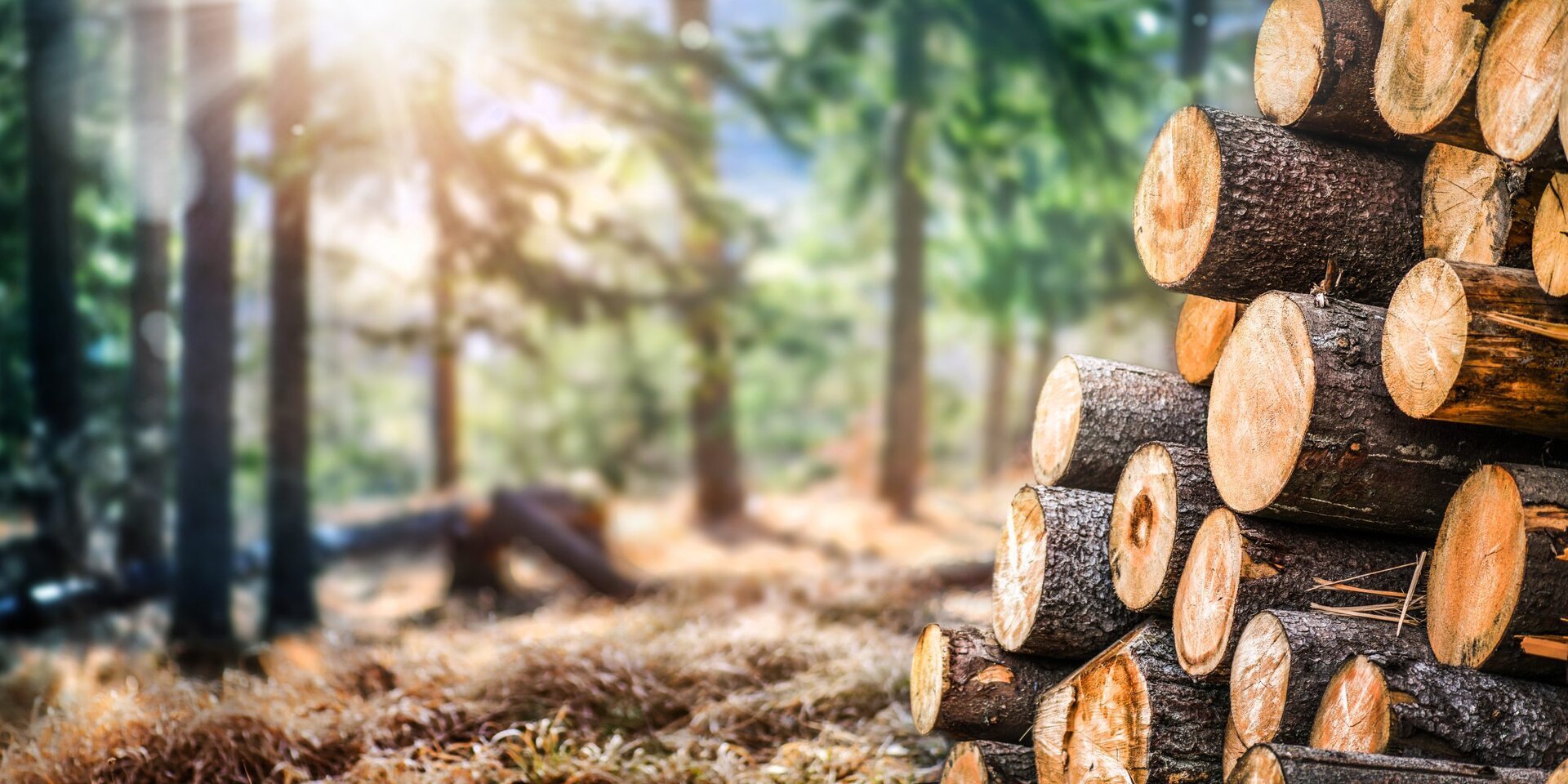 Păduri „fantomă” în Neamț: Aproape 4% din suprafața forestieră, fără proprietari cunoscuți Aproape 4% din suprafața de pădure a județului Neamț se află într-o situație juridică incertă, fără proprietari identificați, ceea ce duce la imposibilitatea efectuării lucrărilor silvice și la lipsa pazei