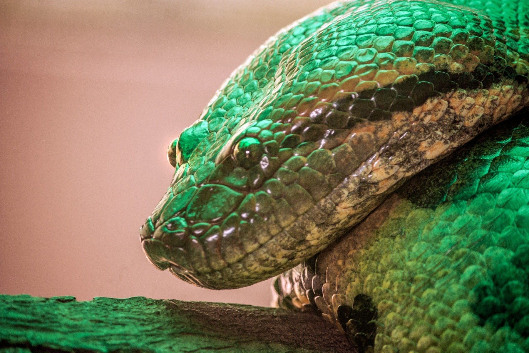 Descoperire șocantă în Italia: zeci de reptile periculoase, ascunse într-un bloc Într-o operațiune desfășurată într-un imobil rezidențial din sudul Italiei, carabinierii au descoperit un adevărat „terariu clandestin”, unde erau ținute ilegal zeci de reptile exotice, unele dintre ele extrem de periculoase