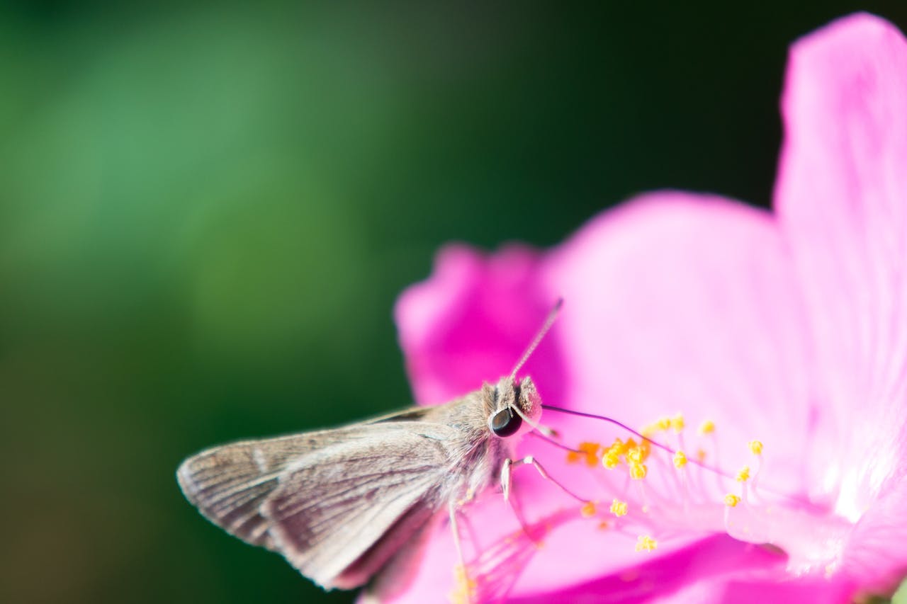Florile, o sursă neașteptată de alcool pentru animale O echipă de cercetători de la Universitatea din California, Berkeley, a descoperit că nectarul florilor, esențial pentru hrana unor animale precum colibrii și albinele, conține adesea alcool
