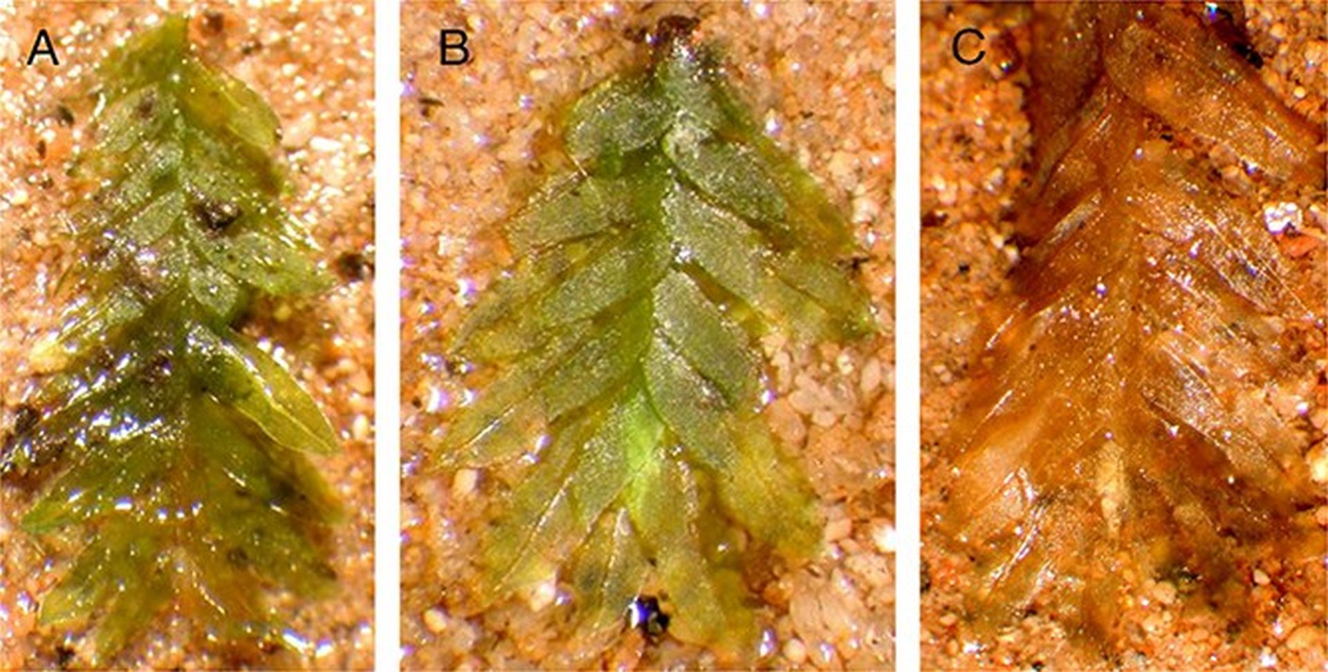 Misterul profanărilor din cimitirul istoric, elucidat
