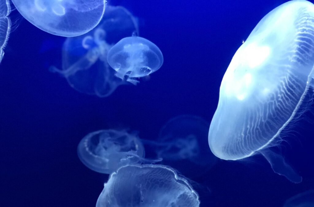 Meduzele trimise de NASA în spațiu au întâmpinat dificultăți la revenirea pe Pământ În 1990, NASA a lansat un experiment neobișnuit: 2.500 de meduze au fost trimise în spațiu cu scopul de a studia efectele microgravitației asupra organismelor vii