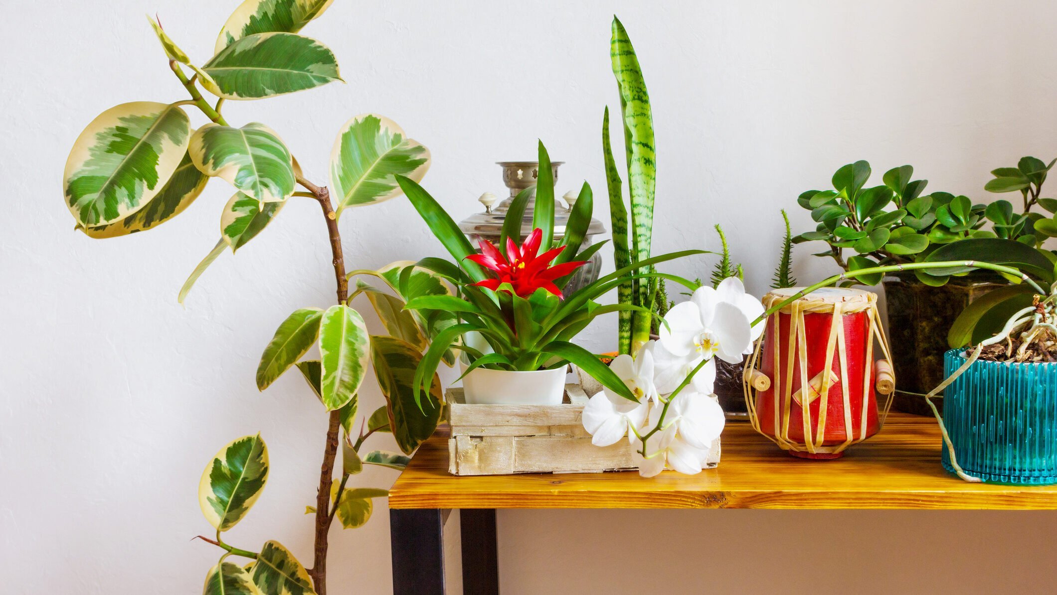 Primăvara, sezonul optim pentru îngrijirea plantelor de apartament Primăvara aduce o schimbare majoră în viața plantelor de apartament, marcând reluarea creșterii active după perioada de repaus din timpul iernii