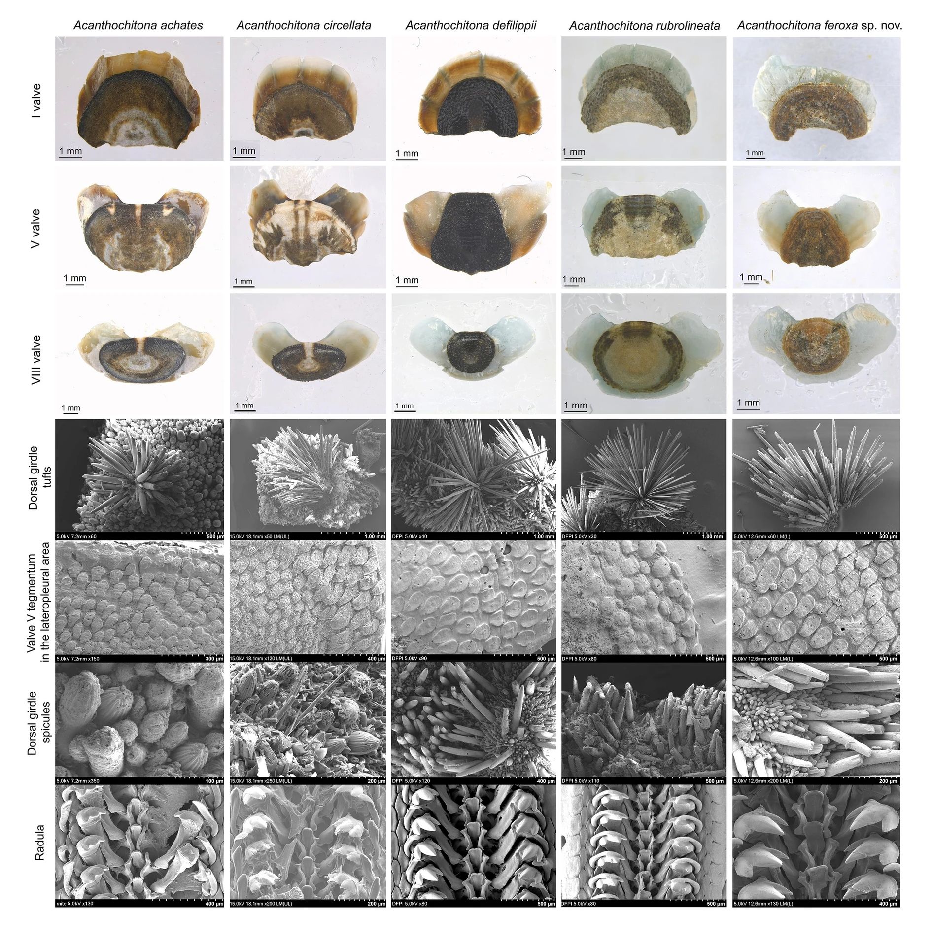 O nouă specie de melc preistoric, descoperită în apele sud-coreene O echipă de cercetători a identificat o nouă specie de chiton, o moluscă marină străveche, ai cărei reprezentanți au traversat milenii fără schimbări majore