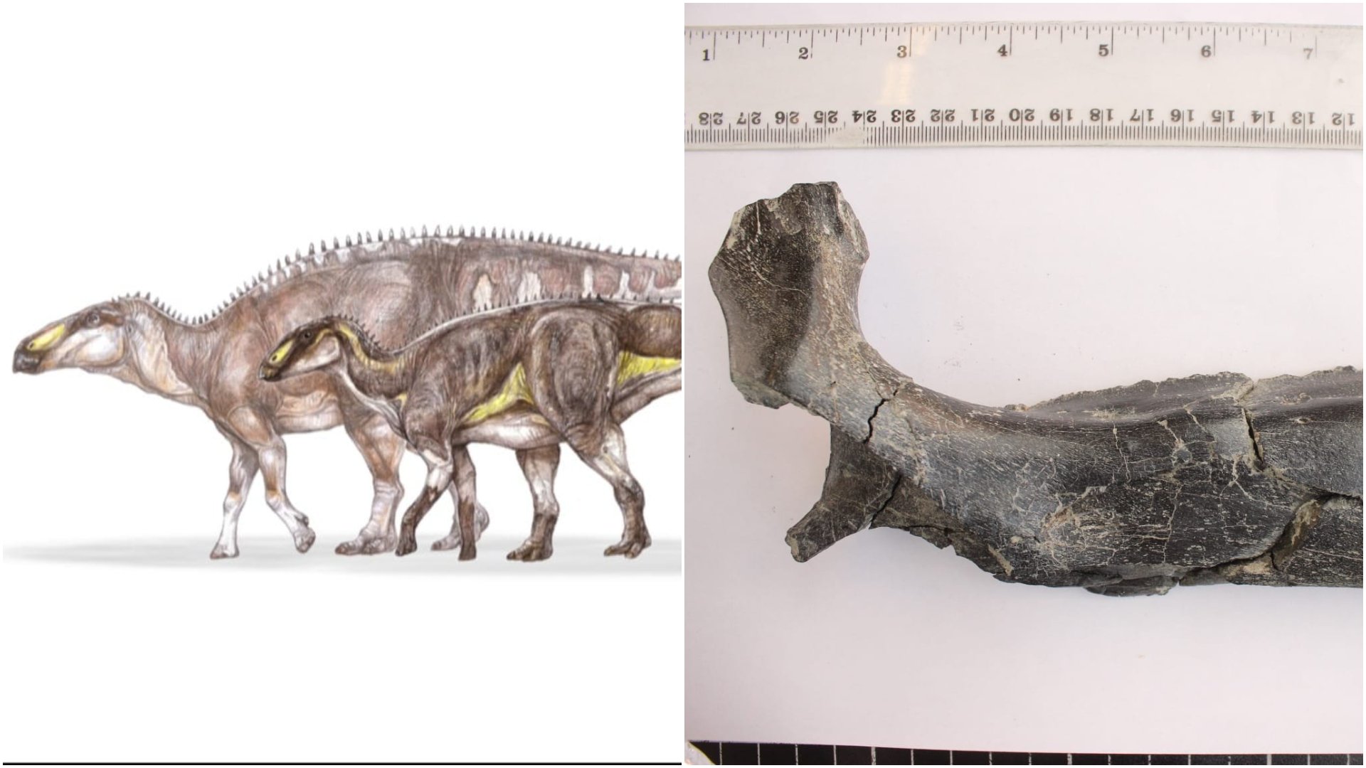 O nouă specie de dinozaur, descoperită în Țara Hațegului O nouă specie de dinozaur erbivor, care a trăit acum aproximativ 70 de milioane de ani, a fost descoperită în Geoparcul Internațional UNESCO Țara Hațegului, în apropiere de satul Vălioara, județul Hunedoara