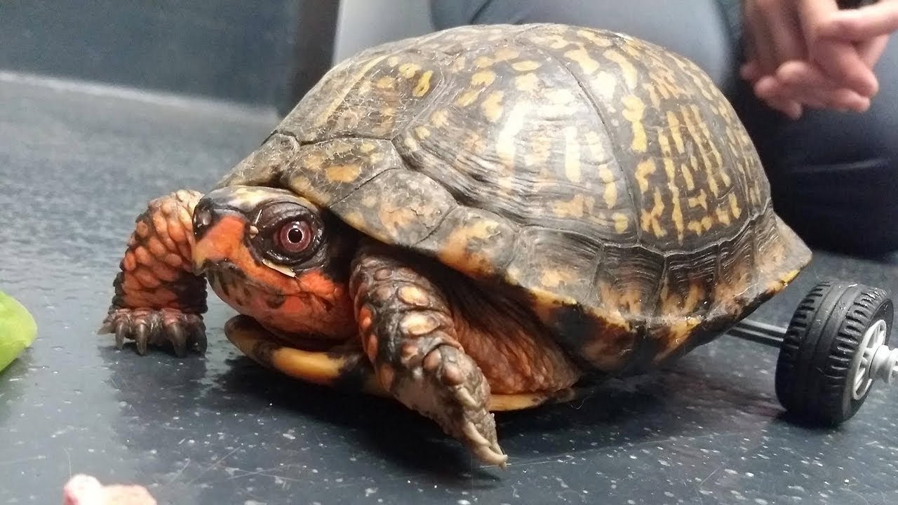 O broască țestoasă cu dizabilități, salvată de imprimarea 3D și o comunitate online Moses, o broască țestoasă din specia Gulf Coast box turtle, a cărei viață a fost schimbată radical cu ajutorul unei imprimante 3D și al unei comunități online de entuziaști