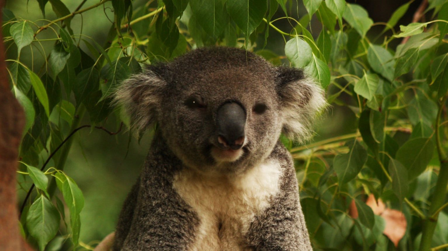 Koala din Victoria: O Lecție Surprinzătoare de Reziliență Genetică Un studiu recent, publicat în revista Science și detaliat de Nature, vine cu o perspectivă nouă asupra modului în care evaluăm riscul de dispariție al unei specii