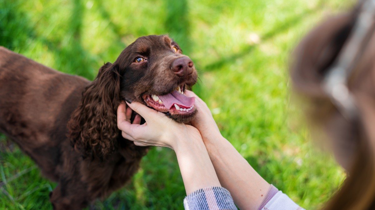O aplicație AI ajută proprietarii de câini să detecteze problemele dentare Producătorul de hrană pentru animale de companie Mars a lansat un instrument digital gratuit bazat pe inteligență artificială