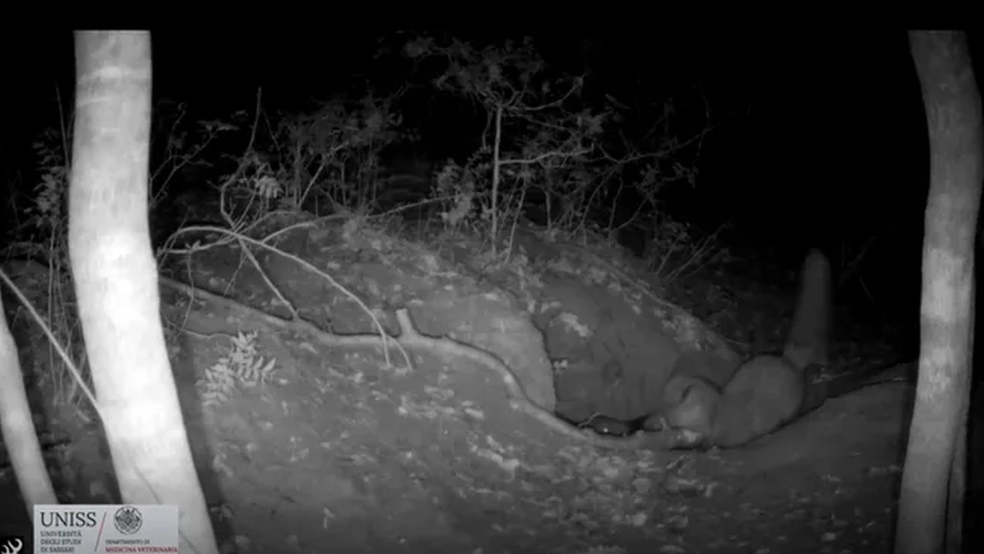 Vulpe, surprinsă vanând un pui de lup: o premieră documentată de cercetători Un moment rar, surprins de camerele de filmat într-o rezervație naturală din Italia, arată o vulpe roșie atacând și ucigând un pui de lup cenușiu