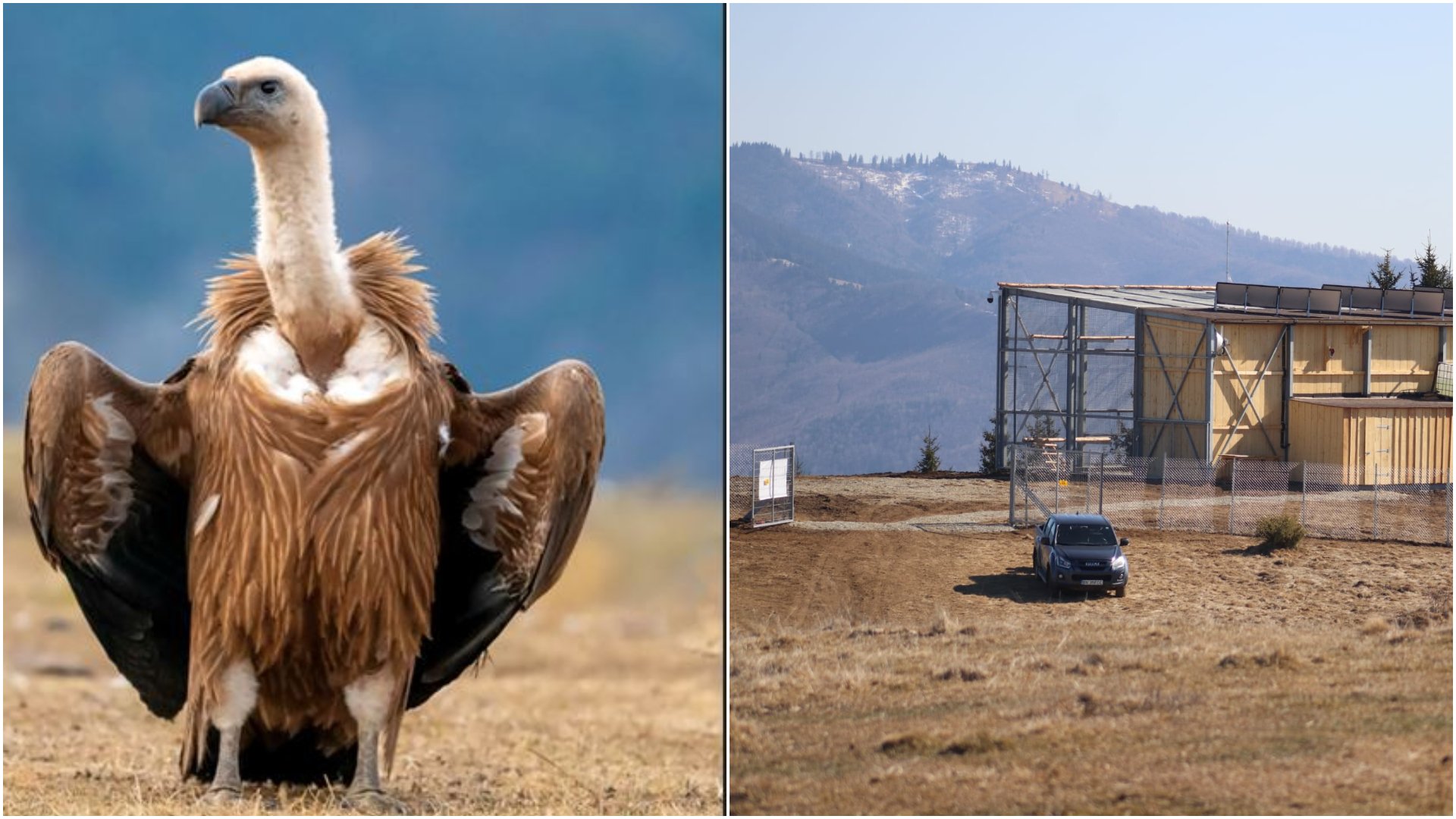 Vulturii suri revin în România, după șapte decenii de absență Masivul Făgăraș găzduiește, începând de luna aceasta, un proiect ambițios de reintroducere a vulturilor suri, o specie emblematică pentru ecosistemele montane