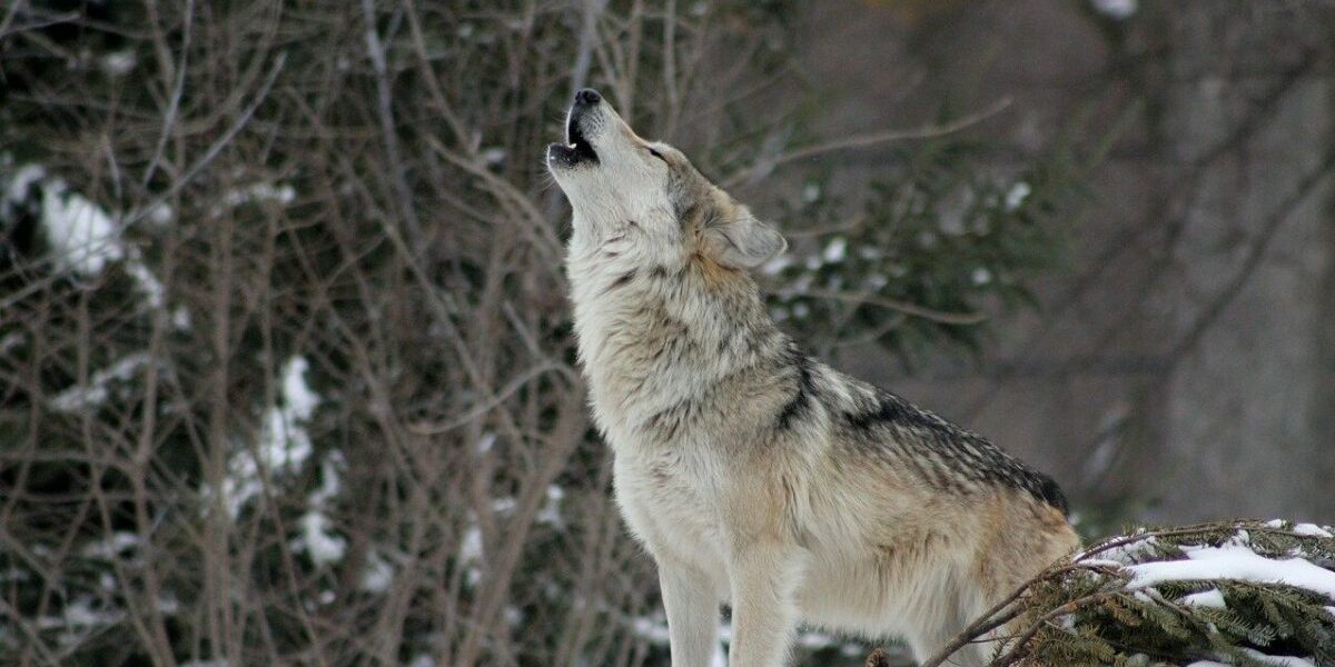 wolf-g78cf62d28_1280-e1673363293135.jpg - NewsFactor