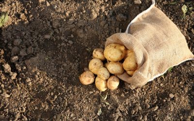 Suceava: Cum asigură Primăria mâncare gratuită pentru elevi?