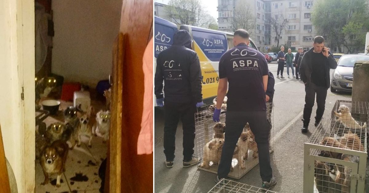 Salvare spectaculoasă în București: 25 de câini, din infernul de pe Calea Văcărești