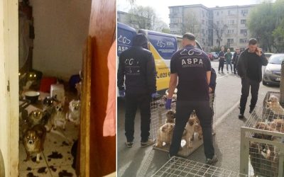 Salvare spectaculoasă în București: 25 de câini, din infernul de pe Calea Văcărești