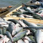 333333333333w_I6vg6.webp.webp - NewsFactor