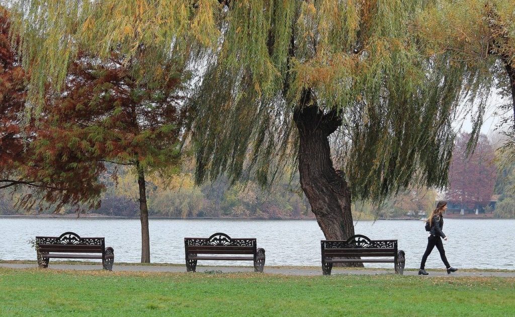 București: Primă grădină de ploaie în Parcul Tineretului, o premieră
