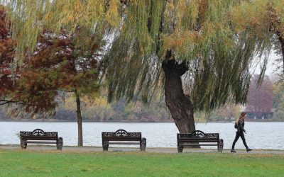 București: Primă grădină de ploaie în Parcul Tineretului, o premieră