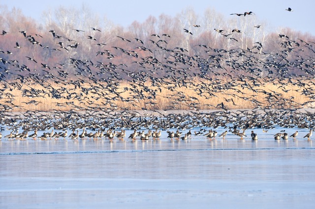 Bulete, revocat de la Delta Dunării: Stăneață, șef la Rezervație