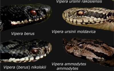 Șerpii, tot mai prezenți în Bihor: Sfaturi Salvamont pentru turiști, victimele vipera