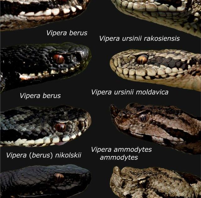 Șerpii, tot mai prezenți în Bihor: Sfaturi Salvamont pentru turiști, victimele vipera
