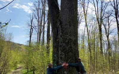Buzoianu salvează arborii seculari de la Iași: „Biodiversitatea, prioritate!”