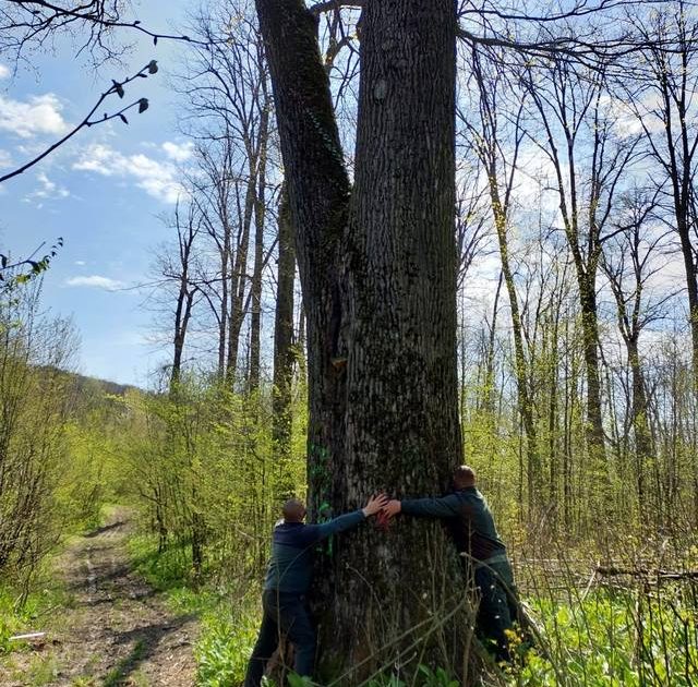 Buzoianu salvează arborii seculari de la Iași: „Biodiversitatea, prioritate!”