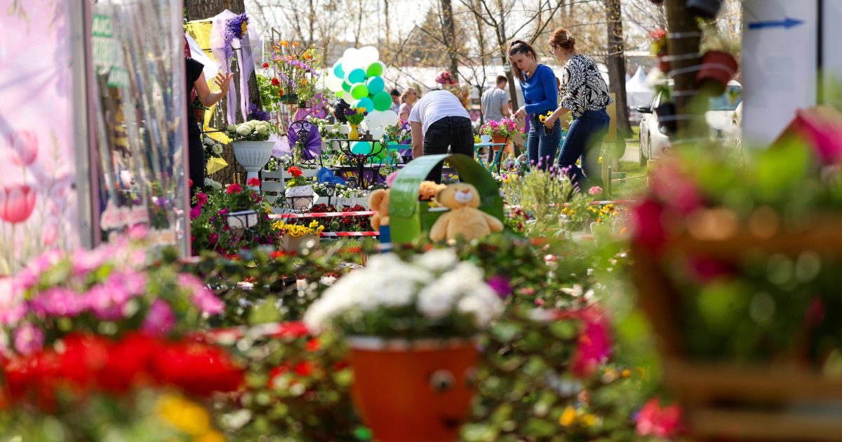 Simfonia Lalelelor, explozie florală la Pitești: Floriști din toată România