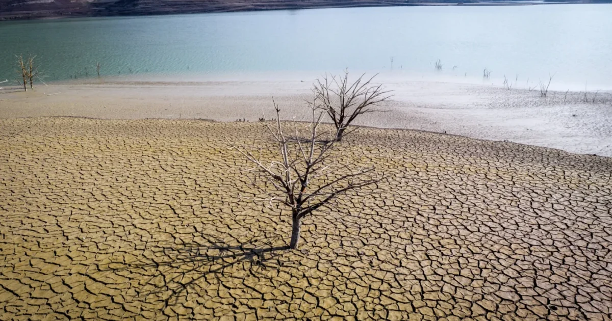 Smirna se stinge: Schimbările climatice ucid aroma unică din curțile faraonilor