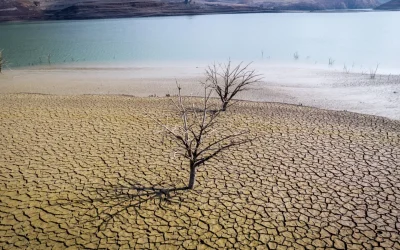 Smirna se stinge: Schimbările climatice ucid aroma unică din curțile faraonilor