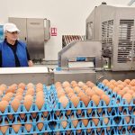 Toneli, gigantul ouălor, pompează 40 mil. Euro în afacere anul acesta