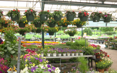 Grădinarii, alarmați: Gerul paște recoltele timpurii!