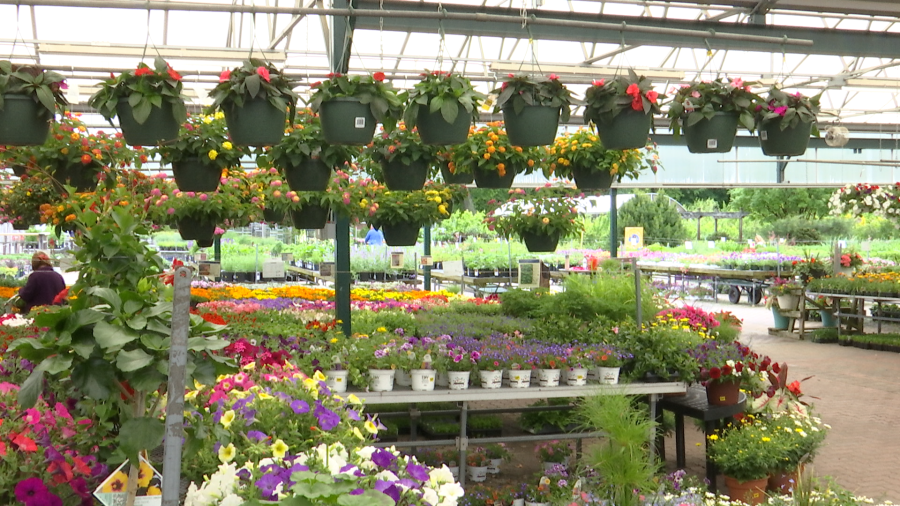 Grădinarii, alarmați: Gerul paște recoltele timpurii!