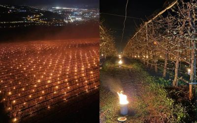 A dat foc la 40.000 de euro ca să-și salveze cireșele de îngheț