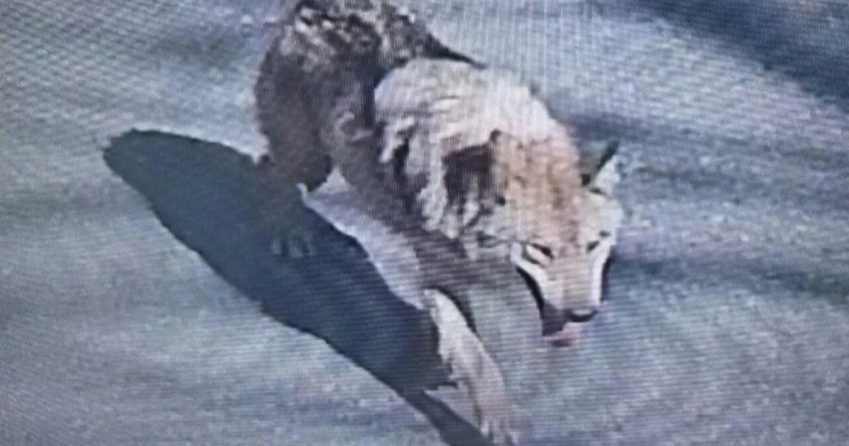 Mobilizare de amploare din cauza unui lup fugar, în Coreea de Sud. E căutat cu drone și trupe militare, iar președintele a emis un mesaj