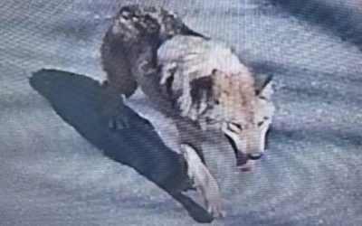 Alertă în Coreea de Sud: Lup fugitiv, căutat cu drone și armată!