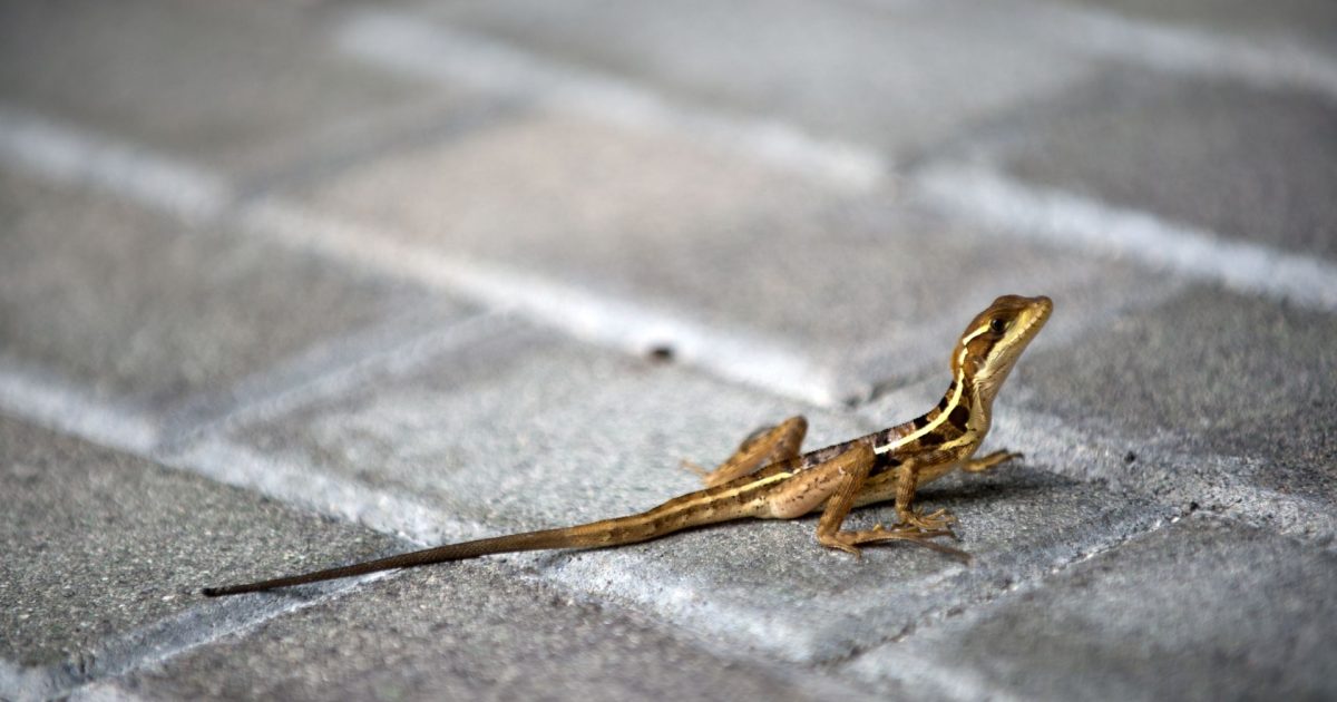 Animalele sălbatice, tot mai prezente în orașe: Cum se adaptează?