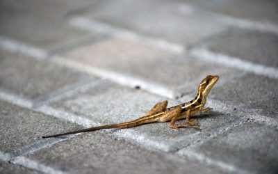 Animalele sălbatice, tot mai prezente în orașe: Cum se adaptează?