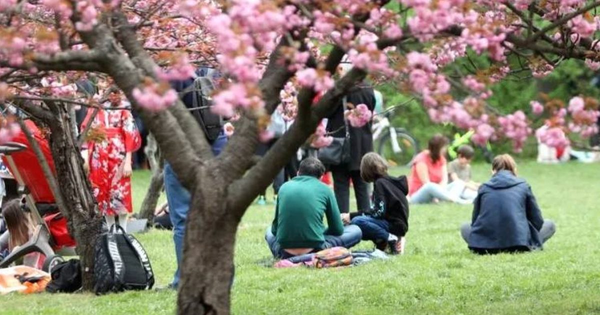 Tradiția din Japonia ajunge în România: Un obicei vechi de secole