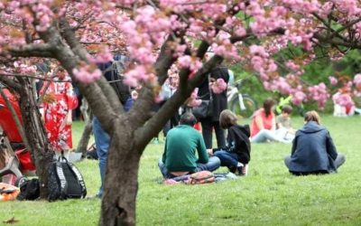 Tradiția din Japonia ajunge în România: Un obicei vechi de secole