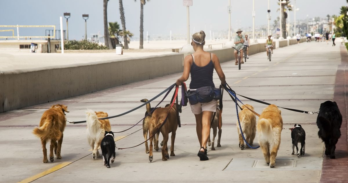 Câți ore e voie să-ți ții câinele legat? Noile reguli intră în vigoare