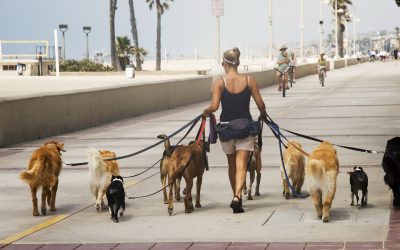 Câți ore e voie să-ți ții câinele legat? Noile reguli intră în vigoare